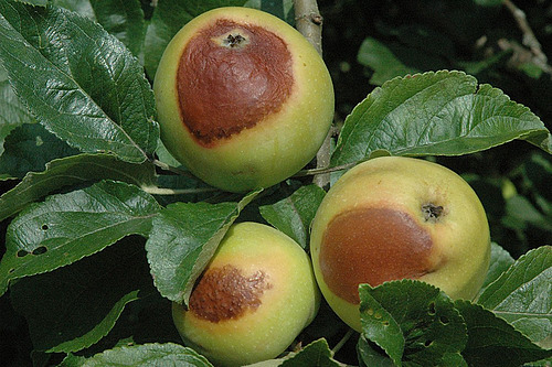 Trois pommes sur l'arbre, présentant de larges taches brunes dues aux coups de soleil, entourées de feuillage vert. La chaleur et un ensoleillement intense peuvent causer ce genre de dégâts et posent de nouveaux défis à la culture fruitière.