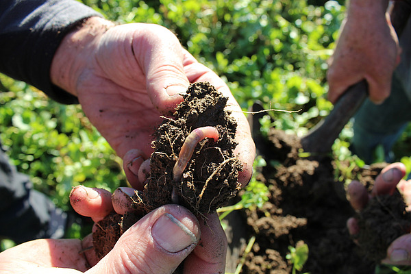 Des mains tenant la terre avec un ver de terre.