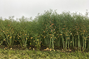 Photo d'un champ de colza avec deux variétés de hauteur différente, celle de gauche étant moins haute que celle de droite.