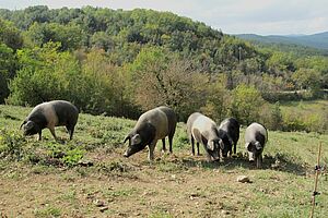 Porcs sur le terrain