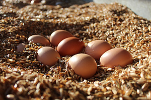 [Translate to Französisch:] 