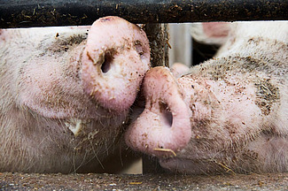 Gros plan sur deux groins de porcs qui se reniflent à travers les barreaux.