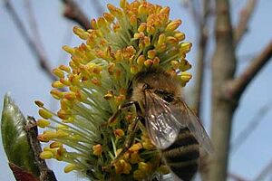 Une abeille butinant un chaton de saule.