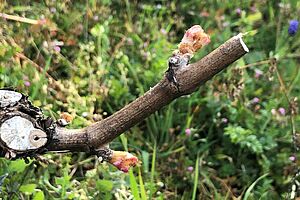 Bourgeons d'une vigne