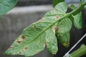 Face inférieure d'une feuille de tomate avec taches gris-brun de cladosporiose