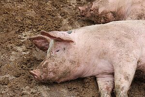 Un cochon est couché, la tête souillée, sur une surface marron et boueuse..