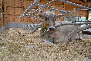 Une vache sans cornes dans une logette.