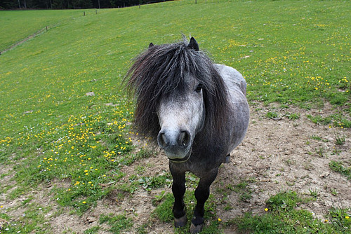 Poney au pâturage.