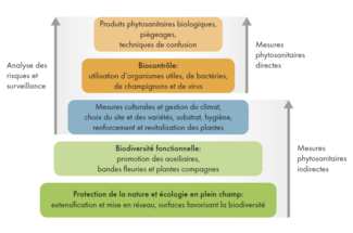 On peut voir ici un graphique coloré représentant une pyramide illustrant la stratégie phytosanitaire.