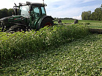 Témoin sans engrais vert dans un champ. Tout autour il y a un engrais vert rpoulé dans lequel une culture de pois-orge a été semée en semis direct.