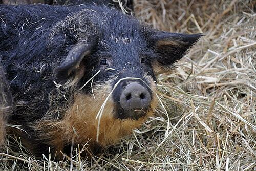 Cochon sur un tas de foin