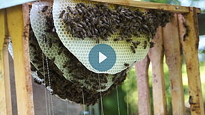Rayon de miel naturel avec de nombreuses abeilles