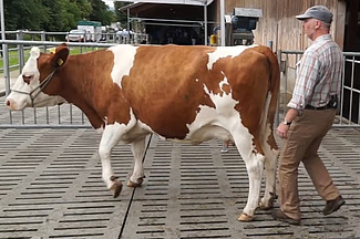 Un homme conduit une vache dans un parc d'engraissement sans la toucher.