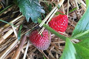 Botrytis Fraise. Photo: FiBL, Flore Lebleu