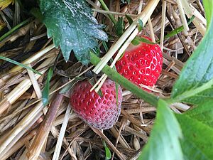 Duvet gris sur fraise mûre