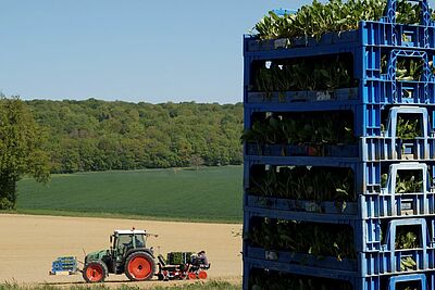 Tracteur sur le champs et une pile des plantes au premier plan