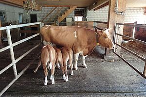 Une vache et deux veaux dans une étable.