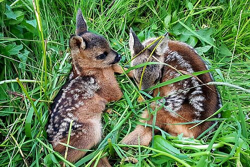 Deux faons dans un pré