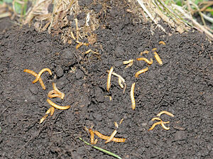 PLusieurs petits vers oranges sur une surface de sol sans herbe.