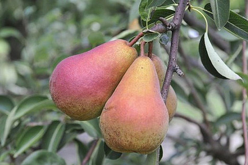 Poire fastaff en gros plan sur l'arbre. elle est rouge.