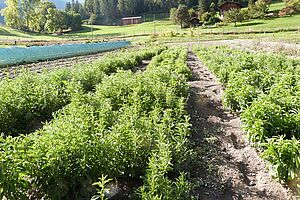 petites plantes de Stevia 