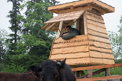 Tour en bois depuis laquelle l'agriculteur tire sur le bovin.