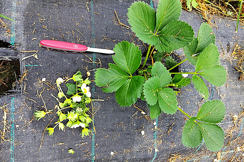 Sur un plant de fraisier, on enlève les fleurs à l'aide d'un couteau.