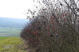 Haie en hiver avec la viorne aubier et le troène commun