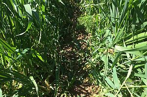 Entre les plantes de blé, on voit le sol, en partie ombragé, avec la ligne de semis du soja.