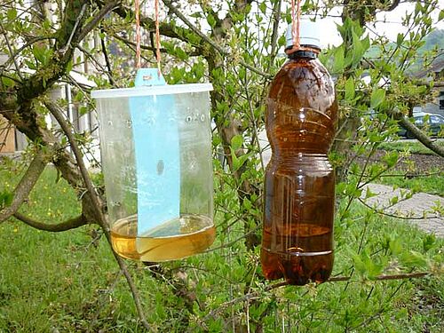 A gauche, un piège englué bleu; à droite, un piège constitué d'une bouteille brune.