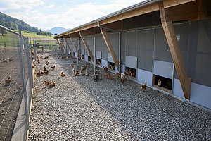 Ungedeckter Schlechtwetterauslauf vor einem Legehennenstall.