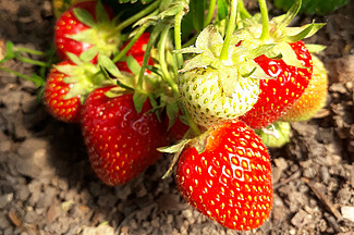 Fraises mûres et immatures