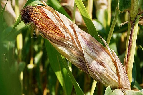 Épis de maïs sur un pied de maïs.
