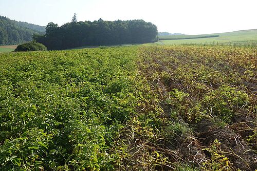 Champ de pommes de terre, à gauche avec un feuillage bien vert, à droite avec des tiges et feuilles en partie déjà mortes. 