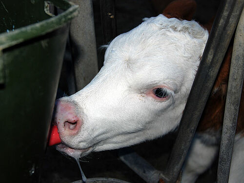 Agrandissement sur une tête de veau en train de boire du lait