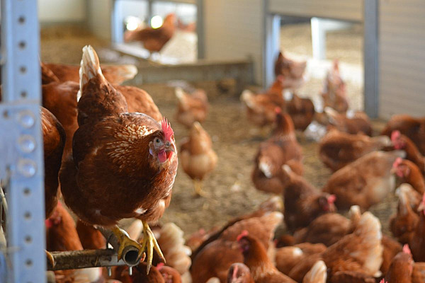 Legehenne auf einer Stange im Stall, im Hintergrund weitere Hennen am Boden.