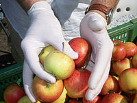 Des gants exempts de dithiocarbamates sont portés lors du tri des pommes. Photo: FiBL, Maurice Clerc