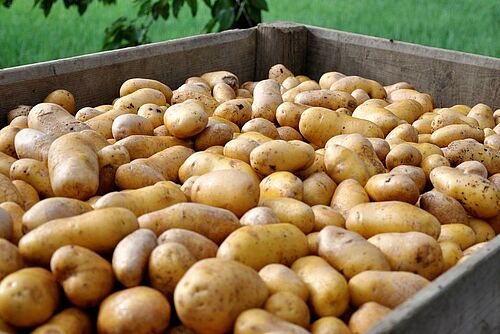 pommes de terre dans une paloxe