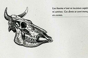 crâne d'une vache