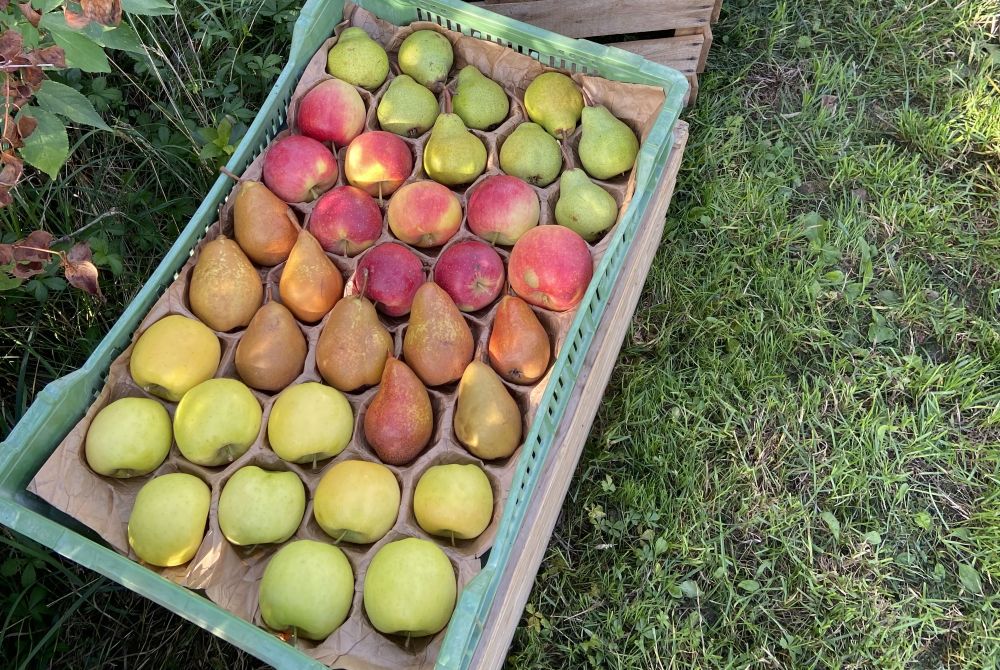gros plan sur un cageot de pommes et de poires