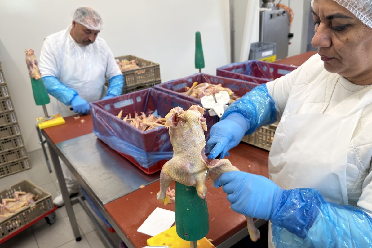 Des employés découpent des coqs dans une usine.