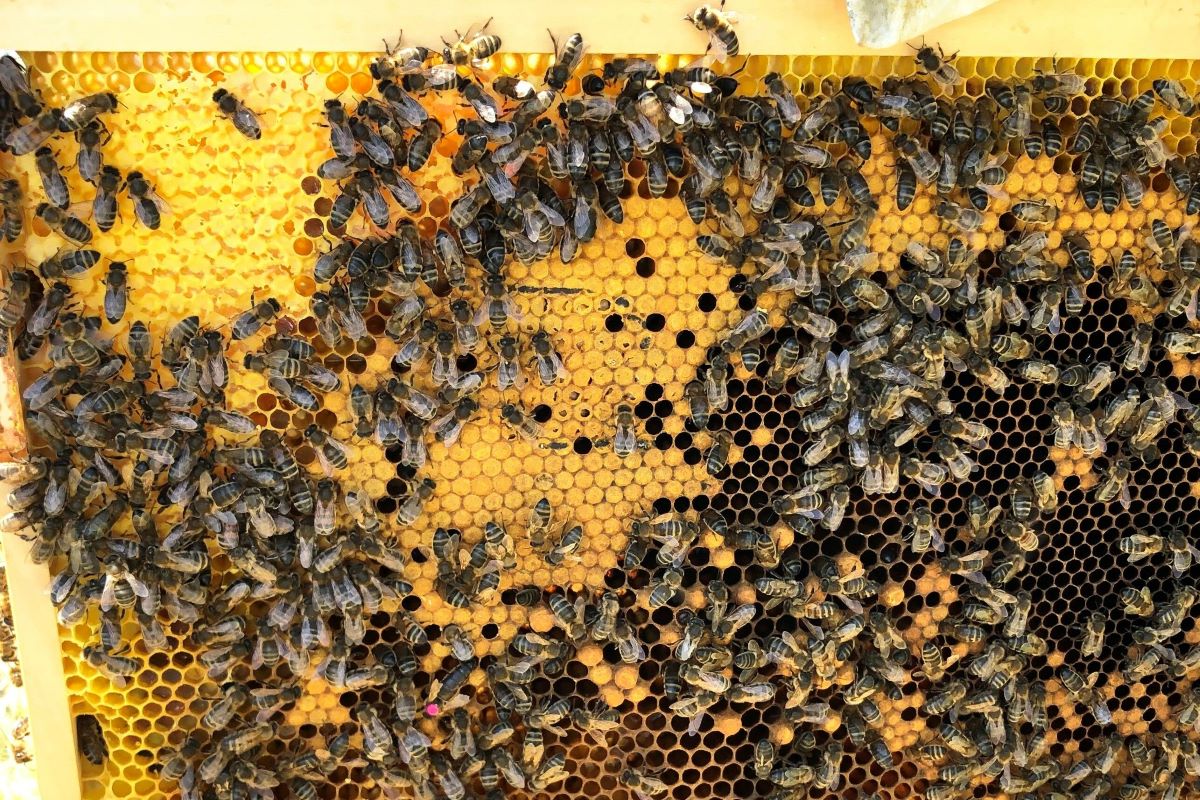 Est-ce que la cire d'abeille est comestible ? –