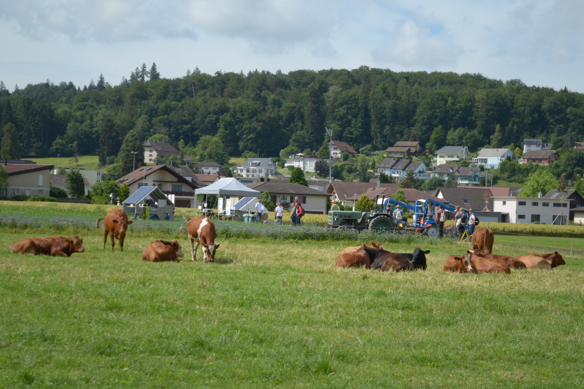 Quelques vaches sont couchées ou debout dans un pâturage. En arrière-plan, on aperçoit des stands de tentes.