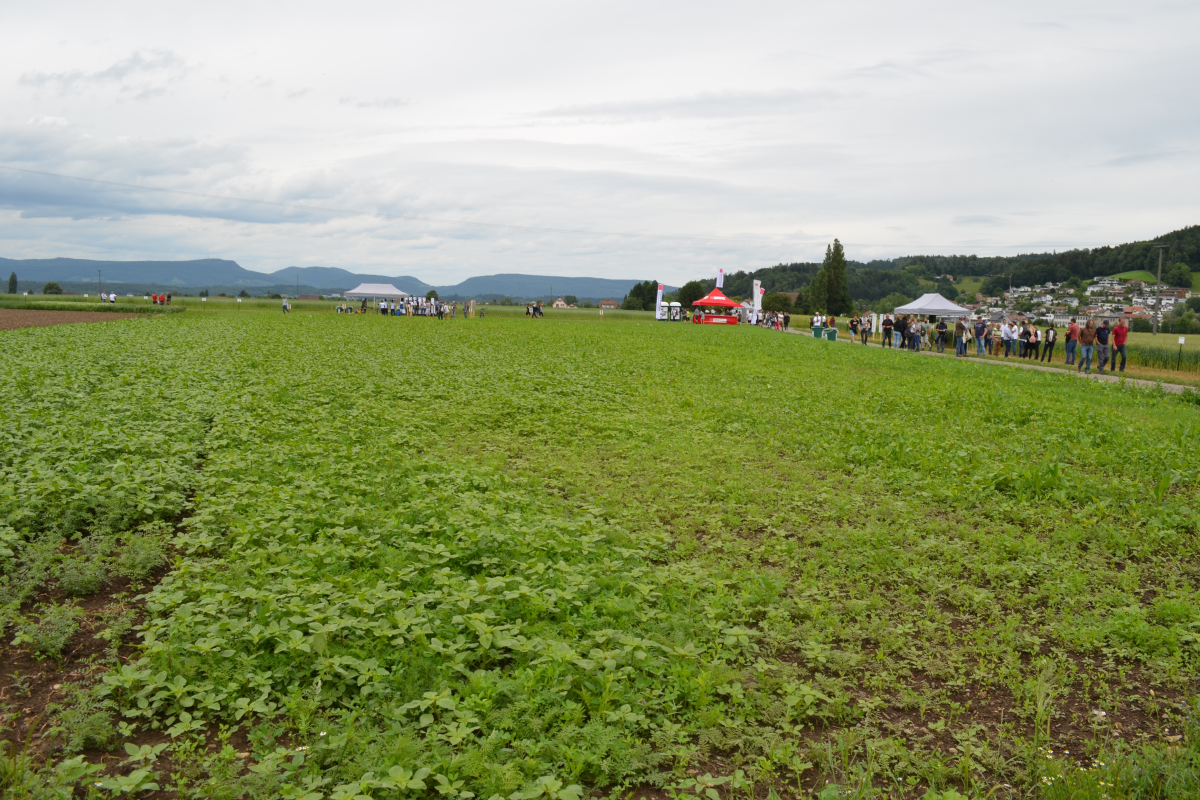 Une surface avec des champs et de nombreux stands d'information distribués.