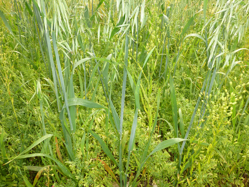 Avoine en panicule, lentille et caméline.