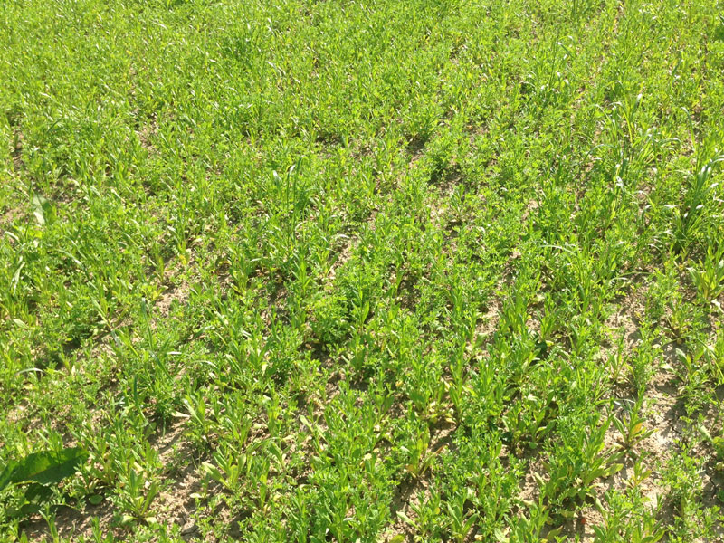 Graines del Païs : Engrais verts > Lentille Verte > Lentille Verte