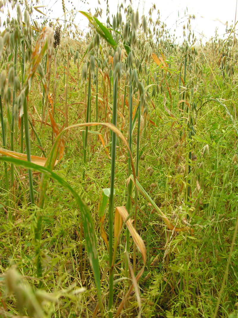 Lentille Verte 1 Kg - reine des graines