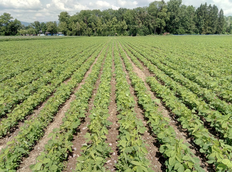 Jardinage : le b.a.-ba de la préparation des semis