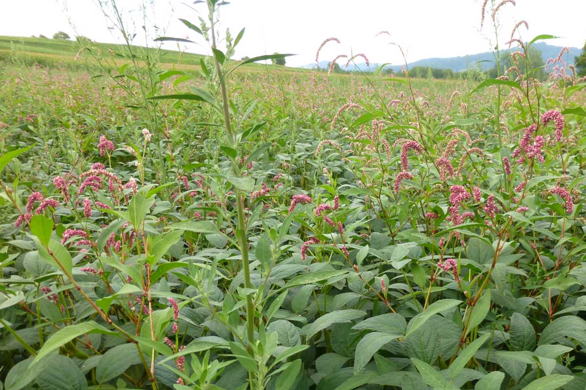 Le soja : comment le cultiver et l'entretenir au potager ?