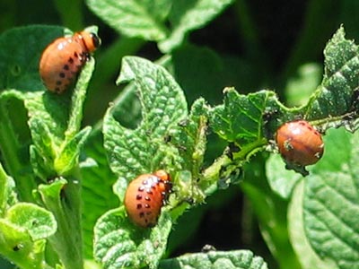 larves de doryphores sur une plante de pomme de terre